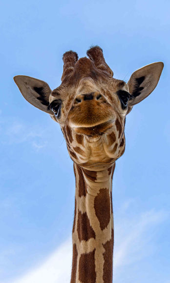 Portrét žirafy síťované.