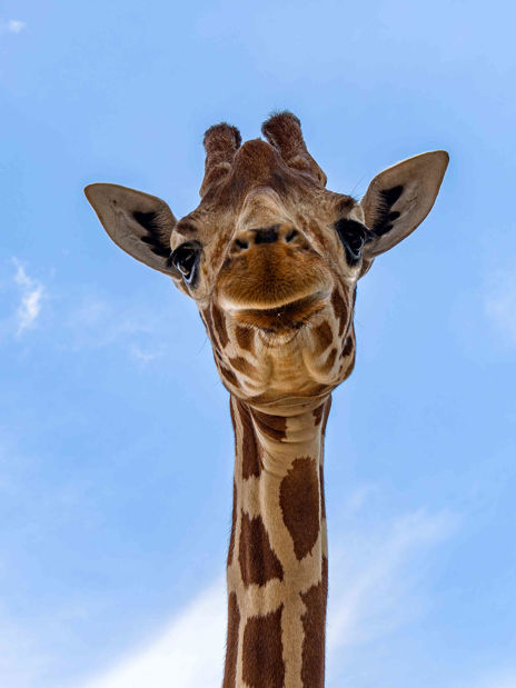 Portrét žirafy síťované.