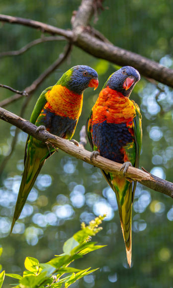 Dva papoušci na větvi.