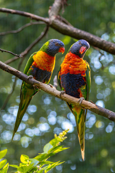 Dva papoušci na větvi.
