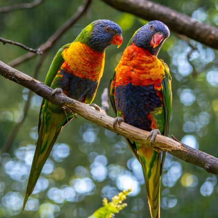 Dva papoušci na větvi.