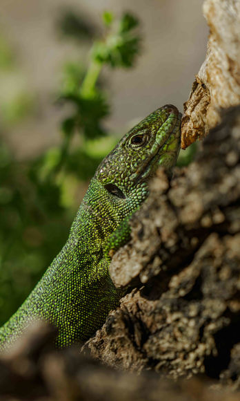 Ještěrka zelená na kmeni zboku.
