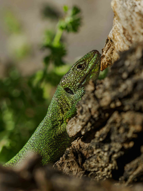 Ještěrka zelená na kmeni zboku.