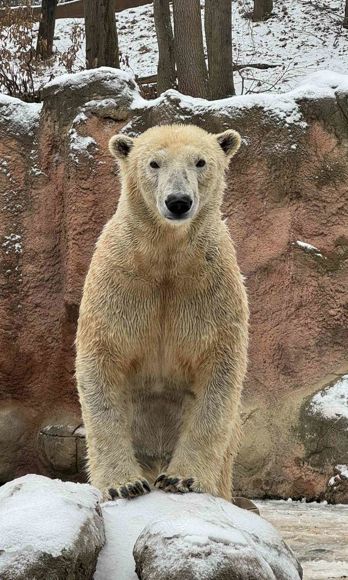 Lední medvědice na kameni zpříma hledí do fotoaparátu.
