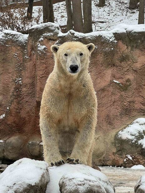 Lední medvědice na kameni zpříma hledí do fotoaparátu.