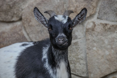 Portrét kozy kamerunské z dětské zoo.