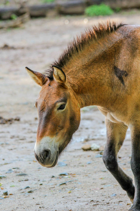 Klisna koně Převalského kráčející po výběhu.