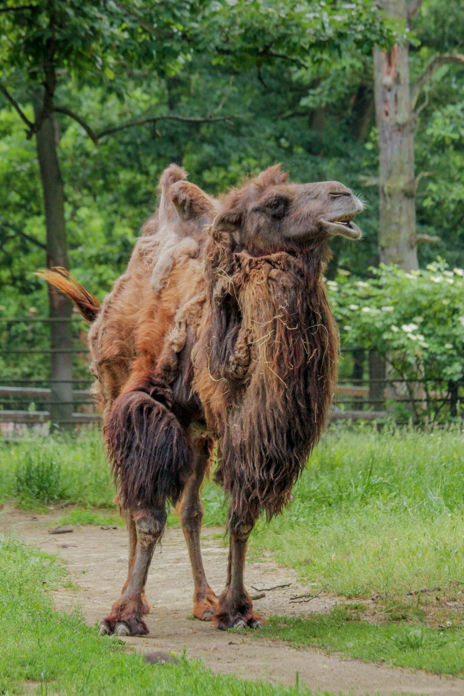 Samec velblouda dvouhrbého.