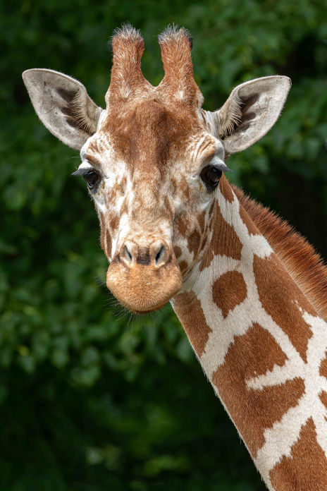 Portrét žirafy síťované