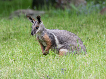 Klokánek rudohnědý v trávě.