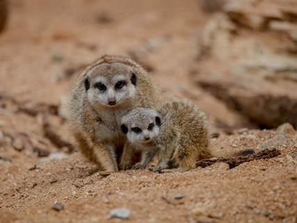 Matka surikata s mládětem.