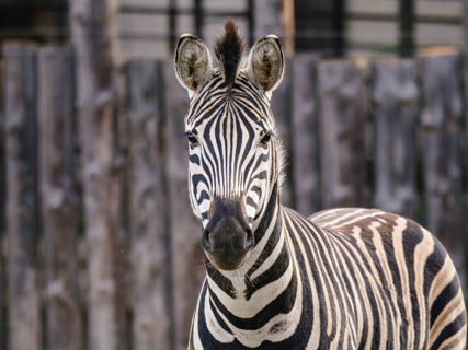 Přímý pohled zebry do fotoaparátu.