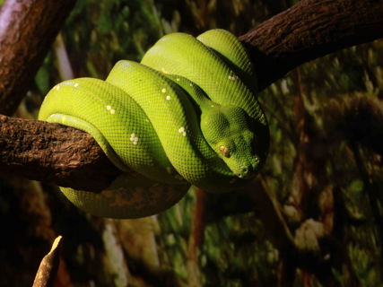 Krajta zelená obtočená kolem kmene.