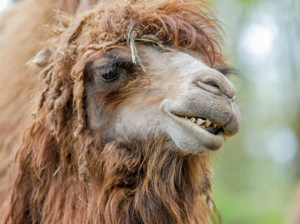 Velbloud dvouhrbý z profilu