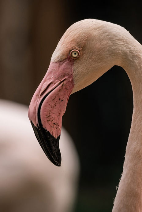 Den ptactva pro školy