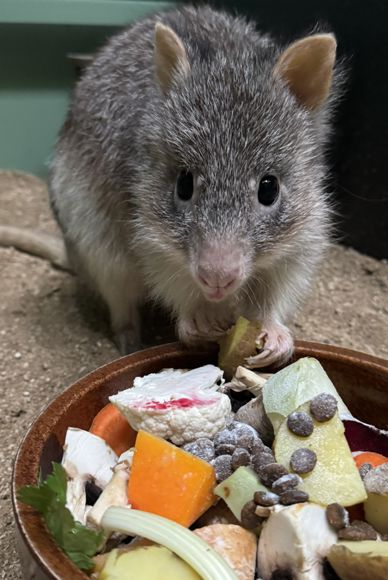 Klokánek rudohnědý u misky s krmením.