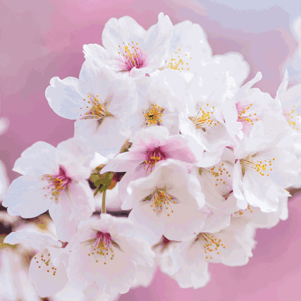 Jarní květiny růžové barvy.