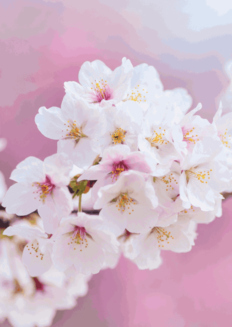 Jarní květiny růžové barvy.