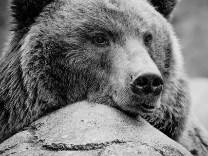 Medvědice kamčatská Kamčatka se dívá doprava.