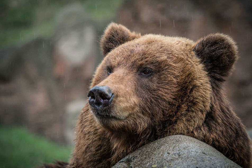 Medvědice kamčatská Kamčatka hledí vlevo.