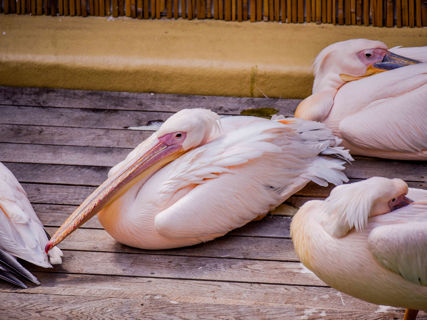 Skupina pelikánů bílých.