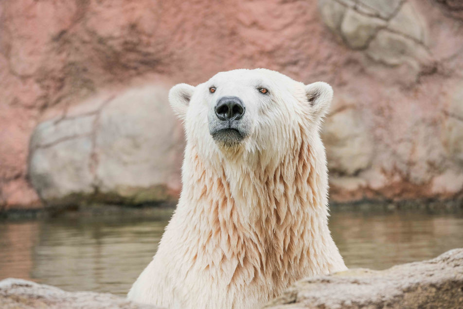 Medvědice při koupání v bazénu.