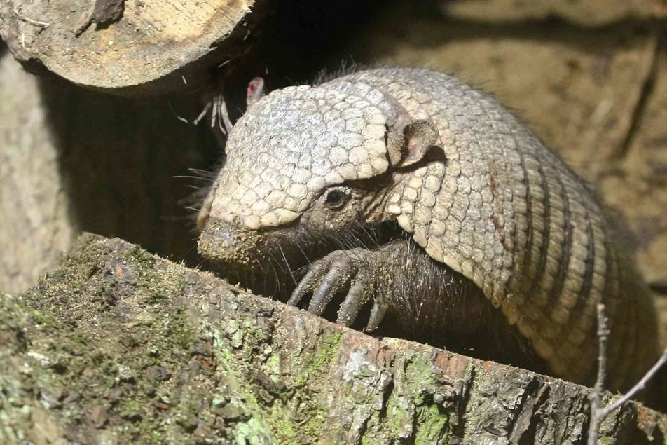 Pásovec štětinatý