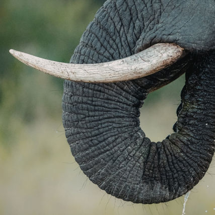 Wildlife crime & biodiverzita