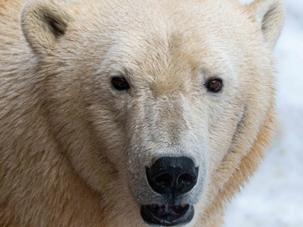 Lední medvědice Elsa fotoaparátem Lucie Veselé.