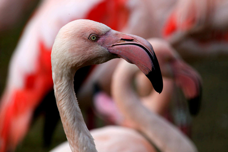 Plameňák růžový