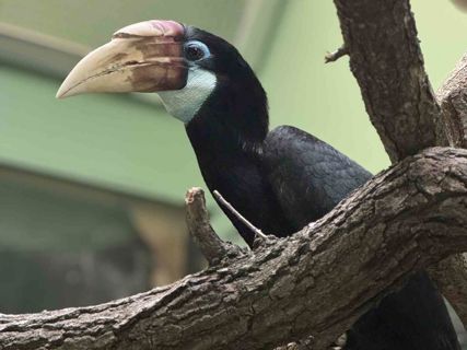 Zoborožec guinejský - samice