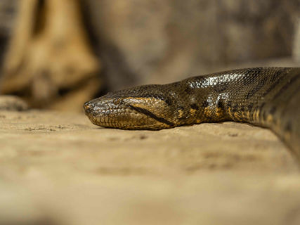 Anakonda velká z profilu