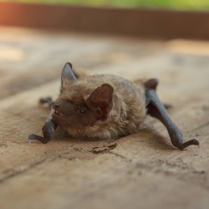 Netopýři kolem nás – s kým sdílíme městské prostředí