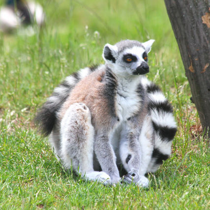 Sedící lemur kata na trávě.