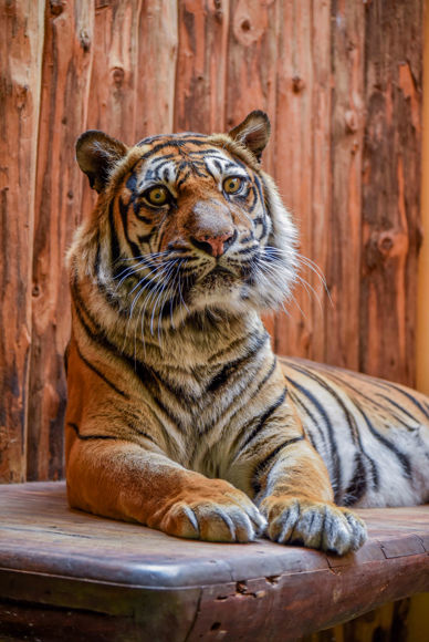 Tygřice Satu ležící na palandě ve vnitřní ubikaci.
