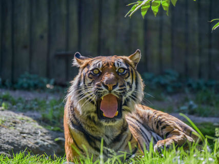 Tygřice sumaterská Satu ležící s otevřenou tlamou a koukající přímo do fotoaparátu.