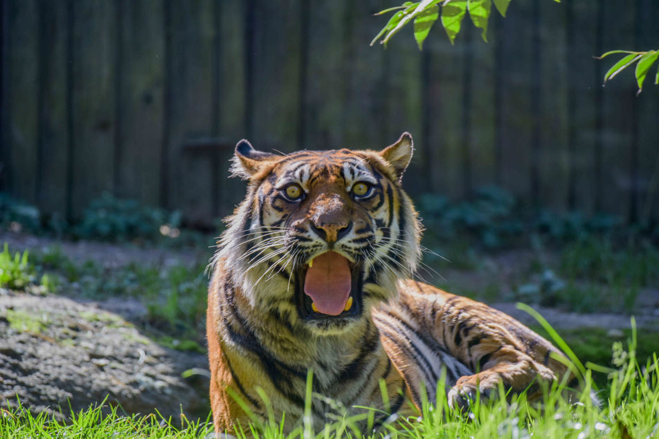 Tygřice sumaterská Satu ležící s otevřenou tlamou a koukající přímo do fotoaparátu.