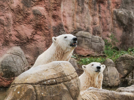 Anna a Elsa ve zrekonstruovaném výběhu v expozičním celku Beringie.