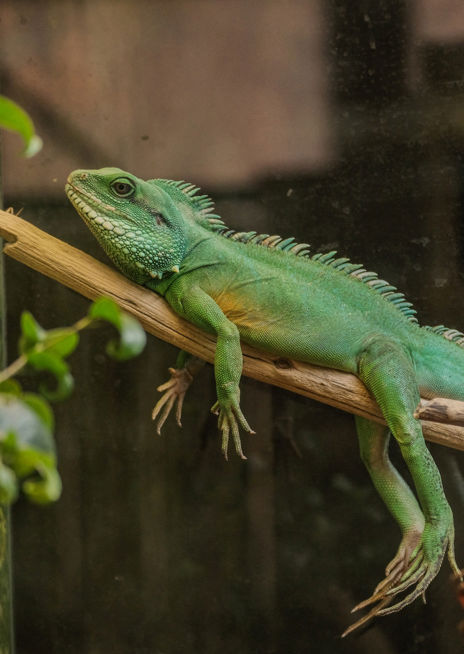 Agama kočinčinská