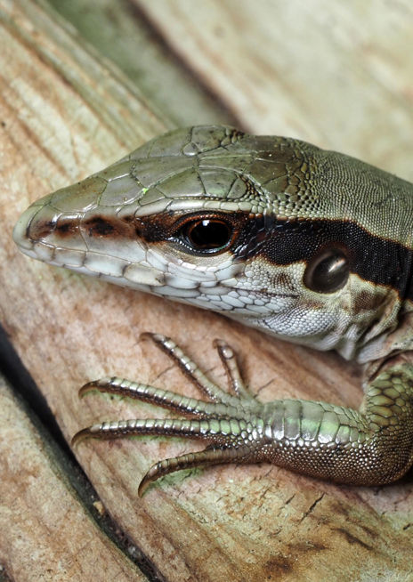 Ameiva obecná