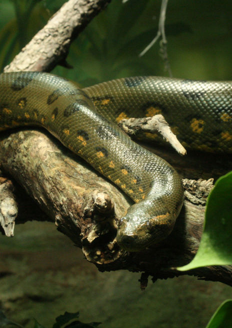Anakonda velká