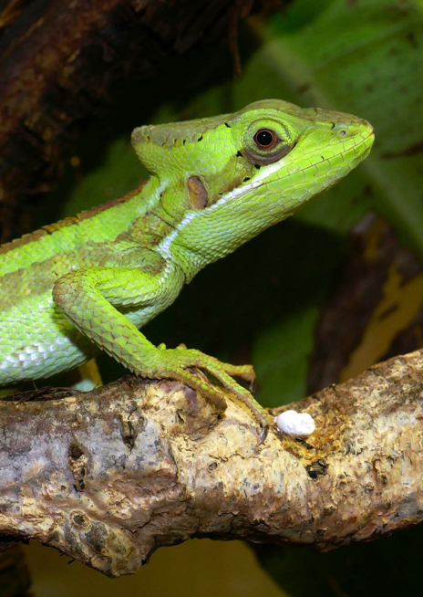 Bazilišek dlouhonohý