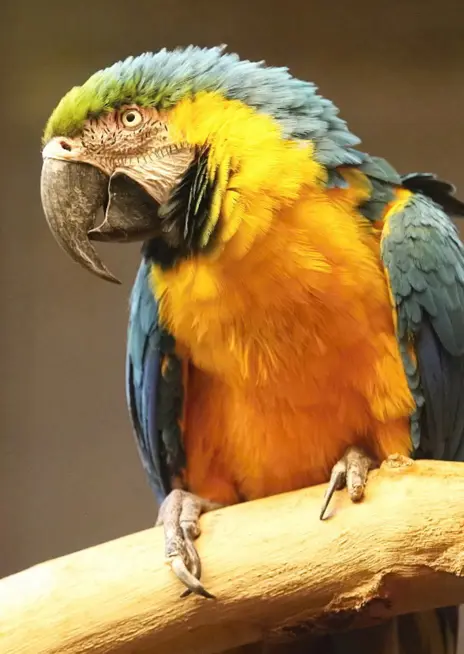 Ara ararauna | Zoo Brno