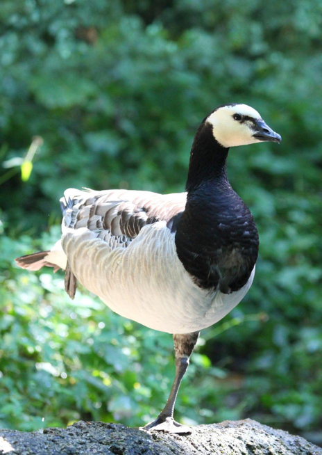 Berneška bělolící