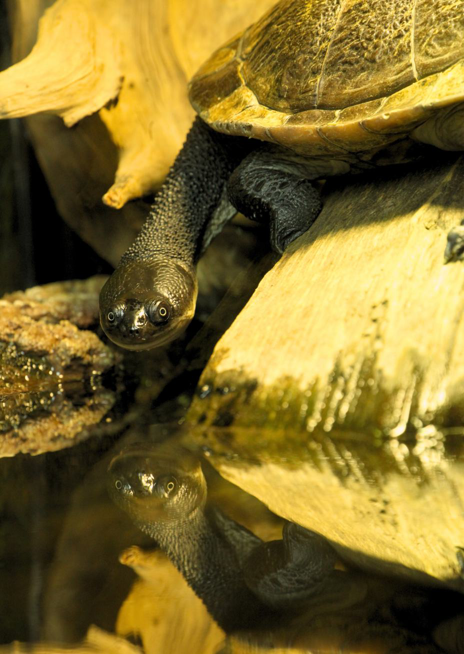 Dlouhokrčka McCordova