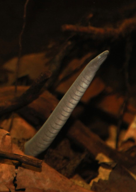 Červorovec splývavý