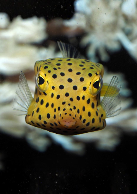 Havýš žlutohnědý