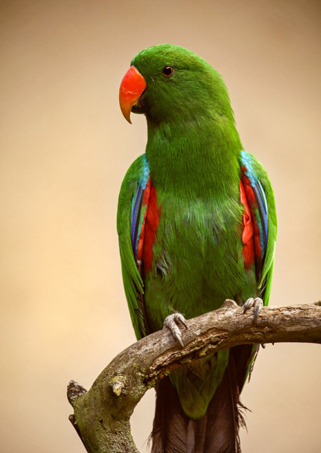 Eklektus různobarvý