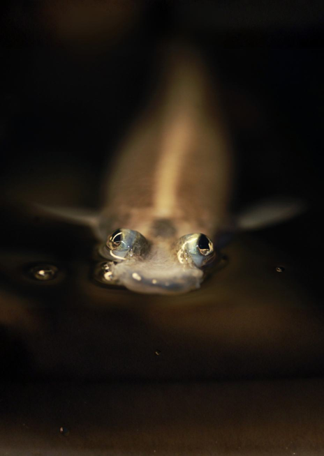 Hladinovka čtyřoká