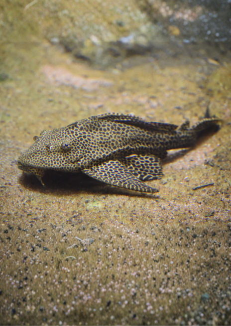 Glyptoper velkoploutvý